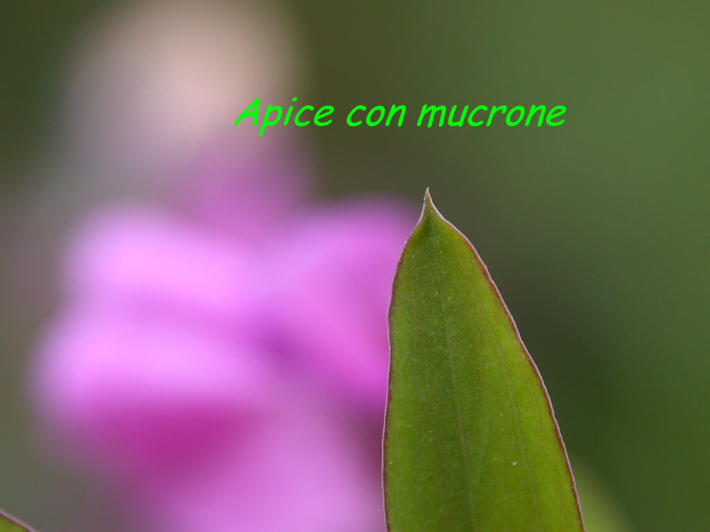 Lathyrus linifolius / Cicerchia a foglie di lino